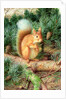 Red Squirrel, 1999 by Raymond Booth