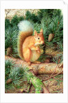 Red Squirrel, 1999 by Raymond Booth