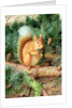 Red Squirrel, 1999 by Raymond Booth