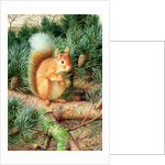 Red Squirrel, 1999 by Raymond Booth