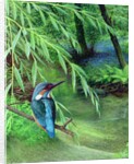 Kingfisher, 1996 by Raymond Booth