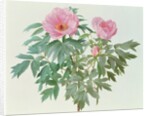 Japanese Tree Paeony, 1996 by Raymond Booth