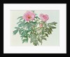 Japanese Tree Paeony, 1996 by Raymond Booth