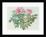 Japanese Tree Paeony, 1996 by Raymond Booth