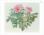 Japanese Tree Paeony, 1996 by Raymond Booth