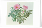 Japanese Tree Paeony, 1996 by Raymond Booth