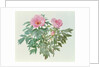 Japanese Tree Paeony, 1996 by Raymond Booth