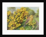 Gorse and Yellow Hammer, 2000 by Raymond Booth
