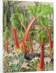 In the Rhubarb Patch, 2000 by Raymond Booth