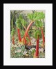 In the Rhubarb Patch, 2000 by Raymond Booth