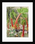 In the Rhubarb Patch, 2000 by Raymond Booth