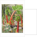 In the Rhubarb Patch, 2000 by Raymond Booth