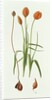 Tulipa Whittallii, 1992 by Raymond Booth