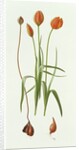 Tulipa Whittallii, 1992 by Raymond Booth