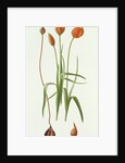 Tulipa Whittallii, 1992 by Raymond Booth