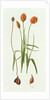 Tulipa Whittallii, 1992 by Raymond Booth