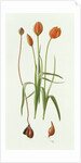 Tulipa Whittallii, 1992 by Raymond Booth