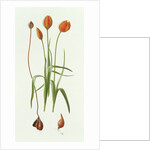 Tulipa Whittallii, 1992 by Raymond Booth