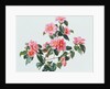 Camellia Japonica Tricolor, 1997 by Raymond Booth