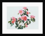 Camellia Japonica Tricolor, 1997 by Raymond Booth