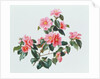 Camellia Japonica Tricolor, 1997 by Raymond Booth