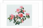 Camellia Japonica Tricolor, 1997 by Raymond Booth