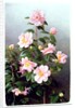 Camellia Japonica Variety, 1993 by Raymond Booth