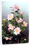 Camellia Japonica Variety, 1993 by Raymond Booth