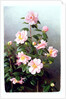 Camellia Japonica Variety, 1993 by Raymond Booth