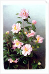 Camellia Japonica Variety, 1993 by Raymond Booth