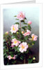 Camellia Japonica Variety, 1993 by Raymond Booth