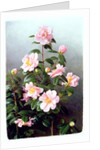 Camellia Japonica Variety, 1993 by Raymond Booth