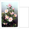 Camellia Japonica Variety, 1993 by Raymond Booth