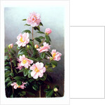 Camellia Japonica Variety, 1993 by Raymond Booth