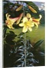 Lilium Golden Clarion, 1960 by Raymond Booth