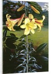 Lilium Golden Clarion, 1960 by Raymond Booth
