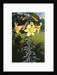 Lilium Golden Clarion, 1960 by Raymond Booth