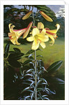 Lilium Golden Clarion, 1960 by Raymond Booth