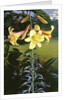 Lilium Golden Clarion, 1960 by Raymond Booth