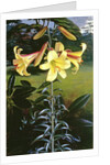 Lilium Golden Clarion, 1960 by Raymond Booth