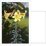 Lilium Golden Clarion, 1960 by Raymond Booth