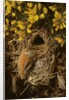 Study of a Wren at its Nest in a Gorse Bush, 1976 by Raymond Booth