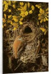 Study of a Wren at its Nest in a Gorse Bush, 1976 by Raymond Booth