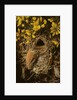 Study of a Wren at its Nest in a Gorse Bush, 1976 by Raymond Booth