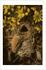 Study of a Wren at its Nest in a Gorse Bush, 1976 by Raymond Booth