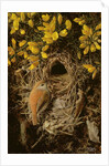 Study of a Wren at its Nest in a Gorse Bush, 1976 by Raymond Booth