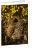 Study of a Wren at its Nest in a Gorse Bush, 1976 by Raymond Booth