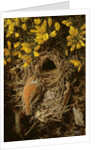Study of a Wren at its Nest in a Gorse Bush, 1976 by Raymond Booth