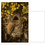 Study of a Wren at its Nest in a Gorse Bush, 1976 by Raymond Booth