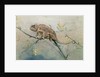 Chameleon, 1901 by Edwin John Alexander